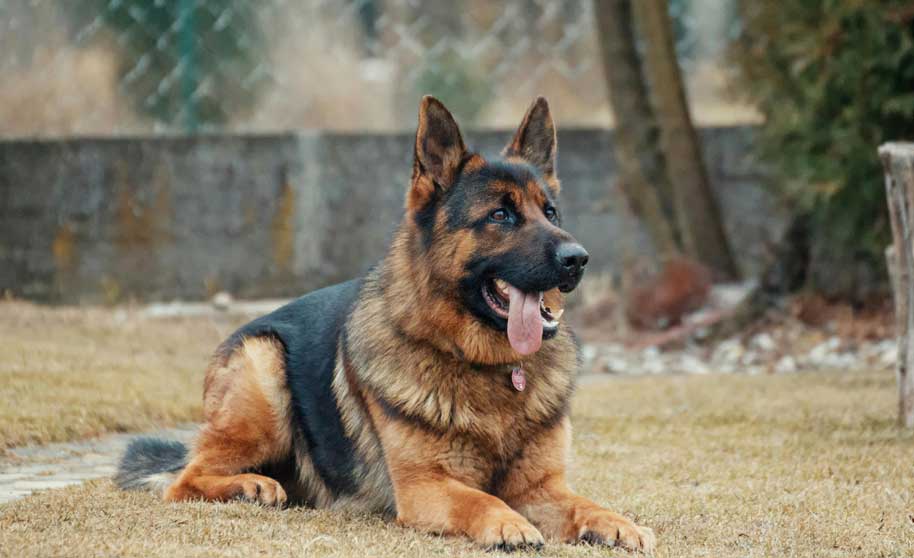 Loyal guard dog
